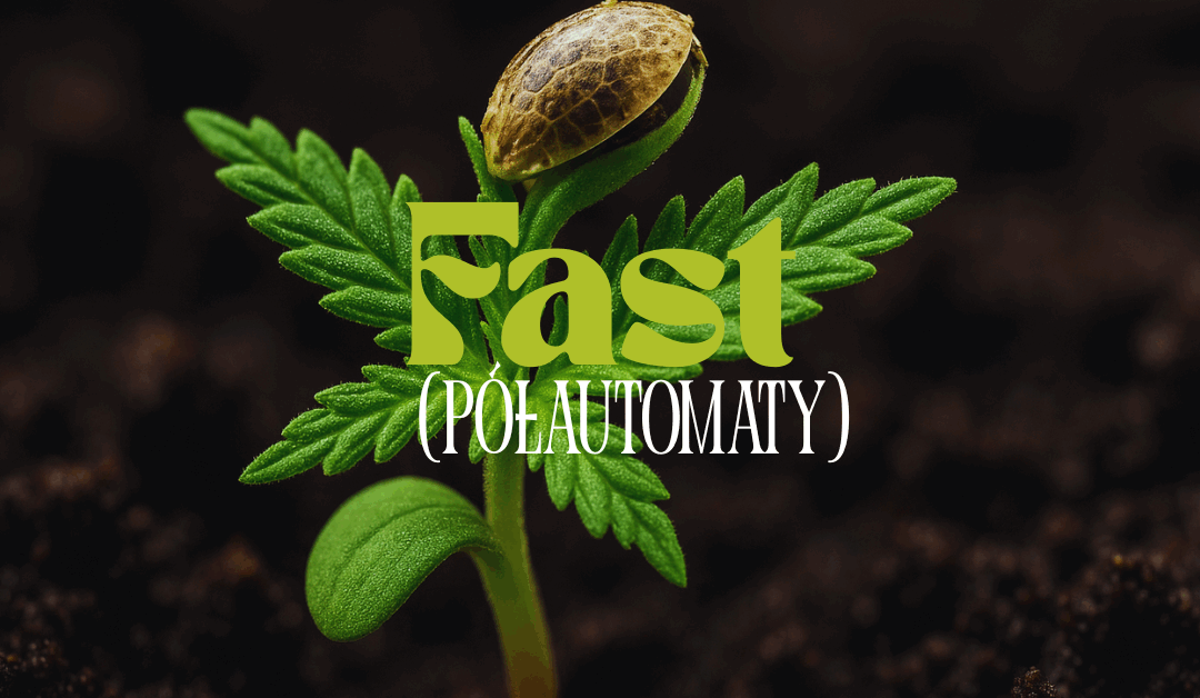 Nasiona marihuany fast version | Czy półautomat sprawdzi się na outdoor?